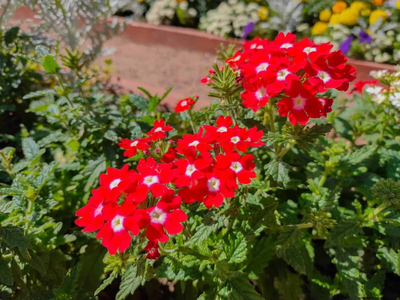 Heat-Tolerant Plants: 25 Proven Choices for Sunny Gardens