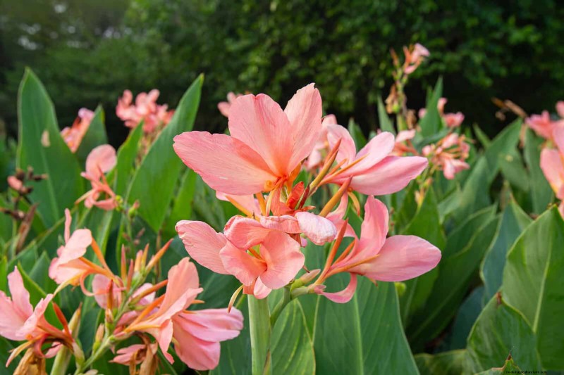 Heat-Tolerant Plants: 25 Proven Choices for Sunny Gardens