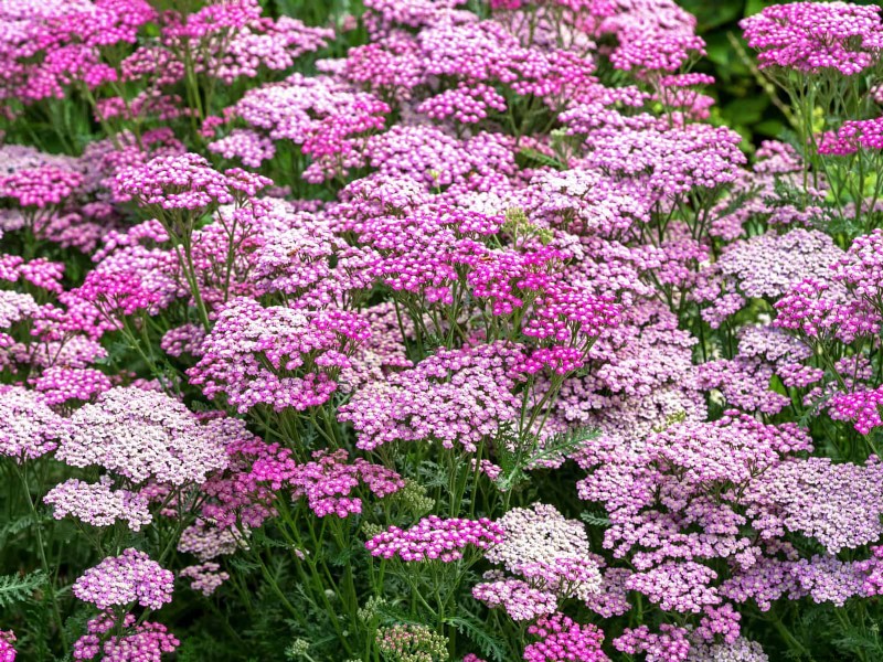 Heat-Tolerant Plants: 25 Proven Choices for Sunny Gardens