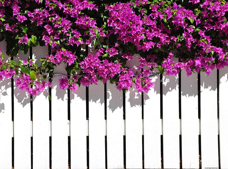 Heat-Tolerant Plants: 25 Proven Choices for Sunny Gardens