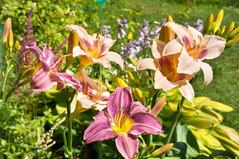 Heat-Tolerant Plants: 25 Proven Choices for Sunny Gardens