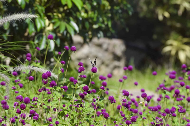 Heat-Tolerant Plants: 25 Proven Choices for Sunny Gardens