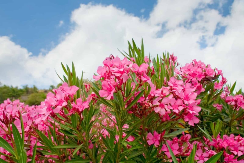 Heat-Tolerant Plants: 25 Proven Choices for Sunny Gardens