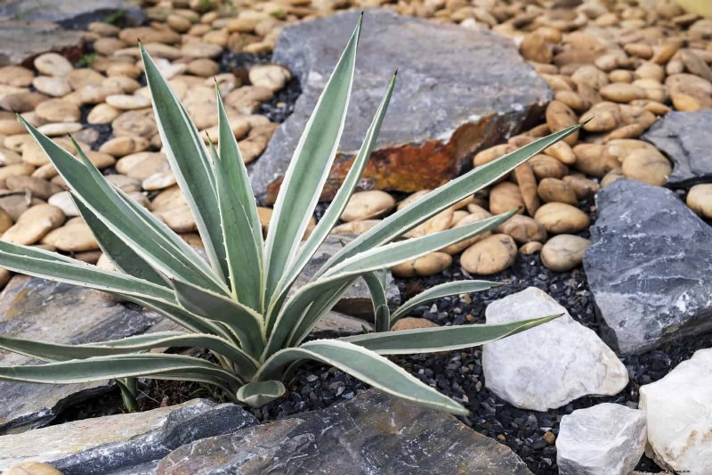 Heat-Tolerant Plants: 25 Proven Choices for Sunny Gardens