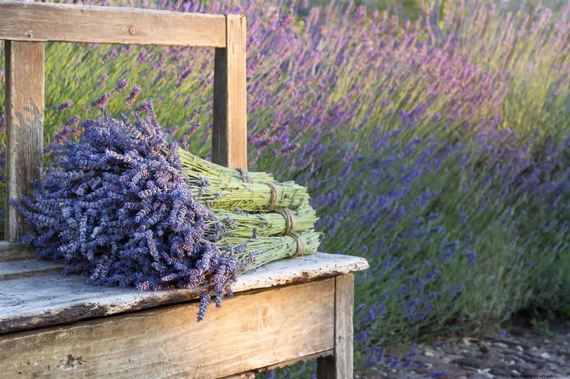 Heat-Tolerant Plants: 25 Proven Choices for Sunny Gardens