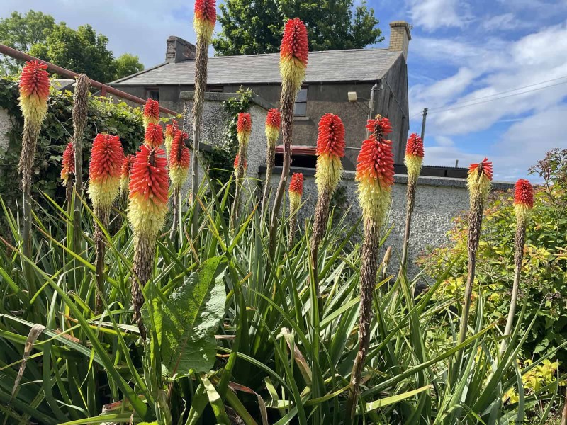 Heat-Tolerant Plants: 25 Proven Choices for Sunny Gardens