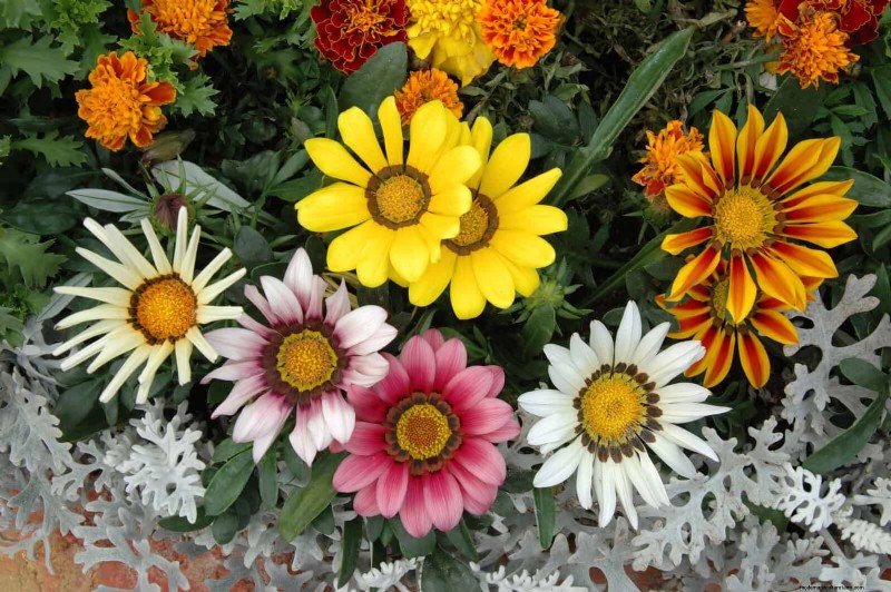 Heat-Tolerant Plants: 25 Proven Choices for Sunny Gardens