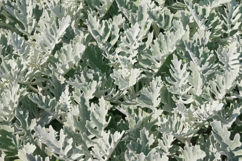 Heat-Tolerant Plants: 25 Proven Choices for Sunny Gardens