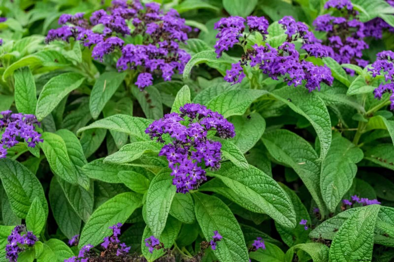 Heat-Tolerant Plants: 25 Proven Choices for Sunny Gardens