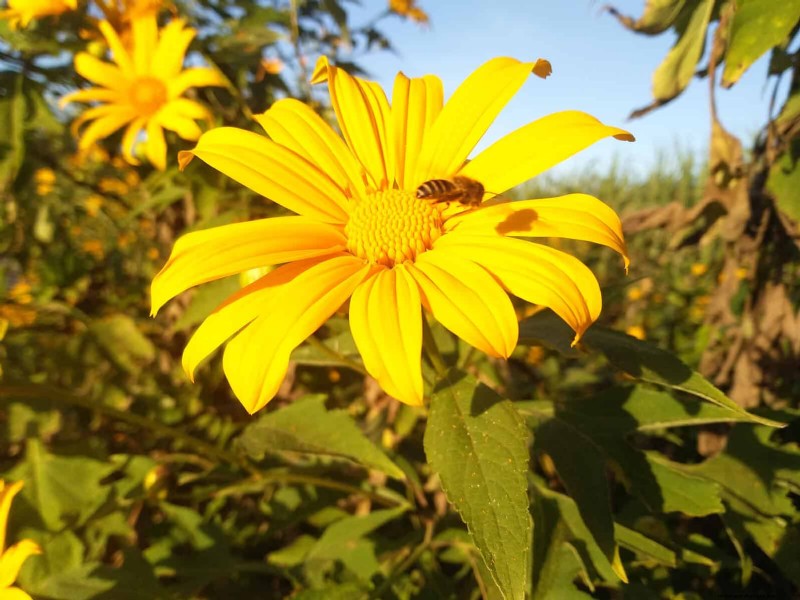 Heat-Tolerant Plants: 25 Proven Choices for Sunny Gardens