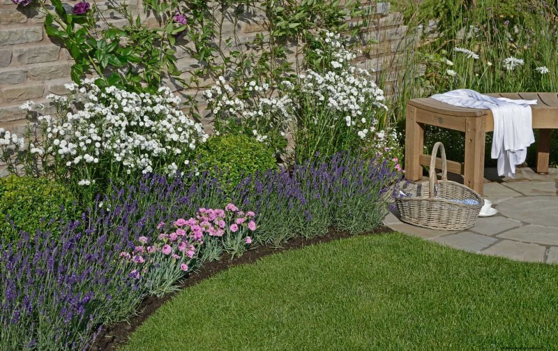 Heat-Tolerant Plants: 25 Proven Choices for Sunny Gardens