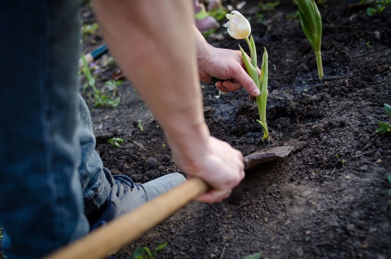 25 Low-Maintenance Plants for Poor Soil | Garden Therapy