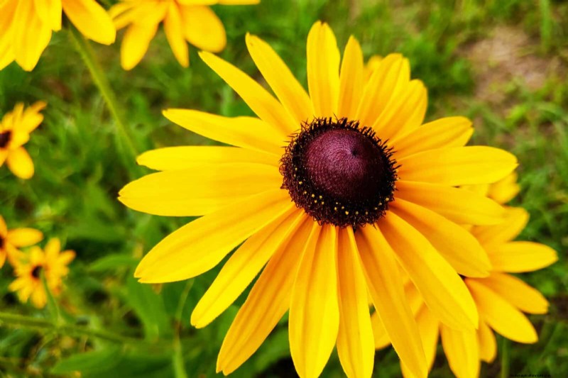 25 Low-Maintenance Plants for Poor Soil | Garden Therapy