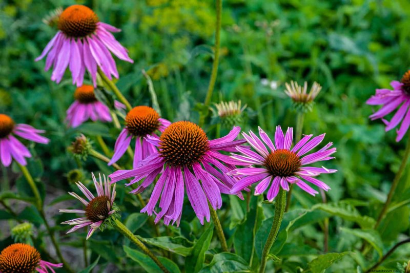 25 Low-Maintenance Plants for Poor Soil | Garden Therapy