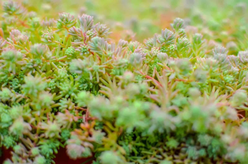 25 Low-Maintenance Plants for Poor Soil | Garden Therapy