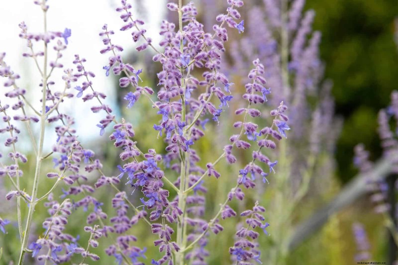 25 Low-Maintenance Plants for Poor Soil | Garden Therapy