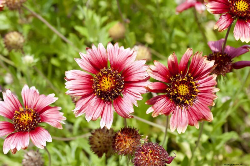25 Low-Maintenance Plants for Poor Soil | Garden Therapy