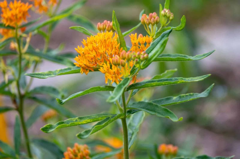 25 Low-Maintenance Plants for Poor Soil | Garden Therapy
