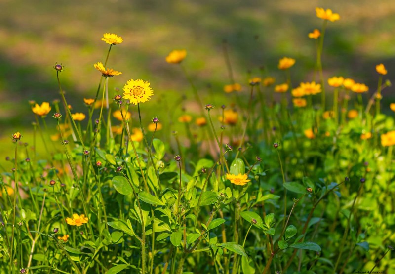 25 Low-Maintenance Plants for Poor Soil | Garden Therapy