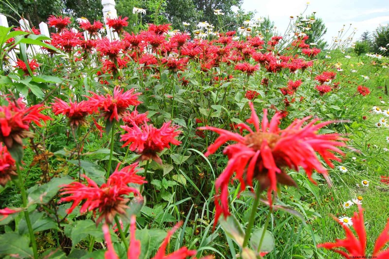 25 Low-Maintenance Plants for Poor Soil | Garden Therapy