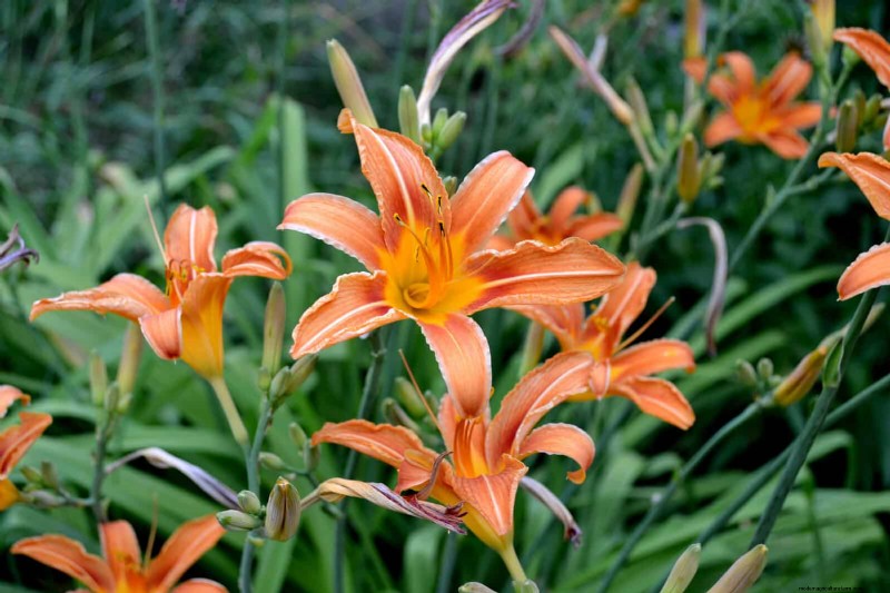 25 Low-Maintenance Plants for Poor Soil | Garden Therapy
