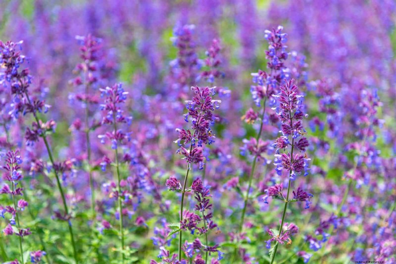 25 Low-Maintenance Plants for Poor Soil | Garden Therapy