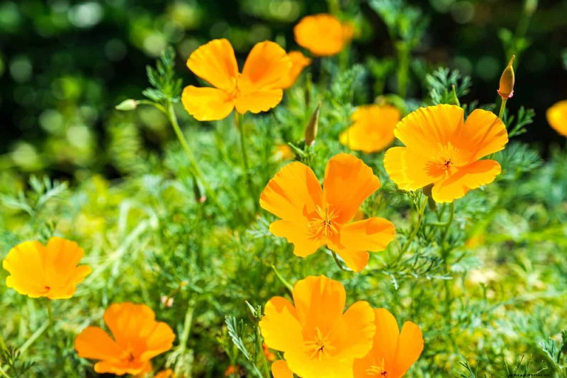 25 Low-Maintenance Plants for Poor Soil | Garden Therapy