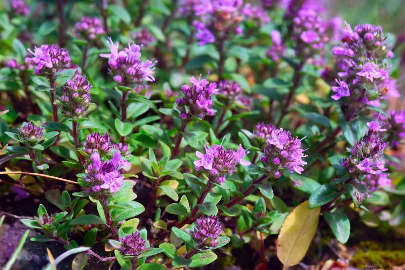25 Low-Maintenance Plants for Poor Soil | Garden Therapy