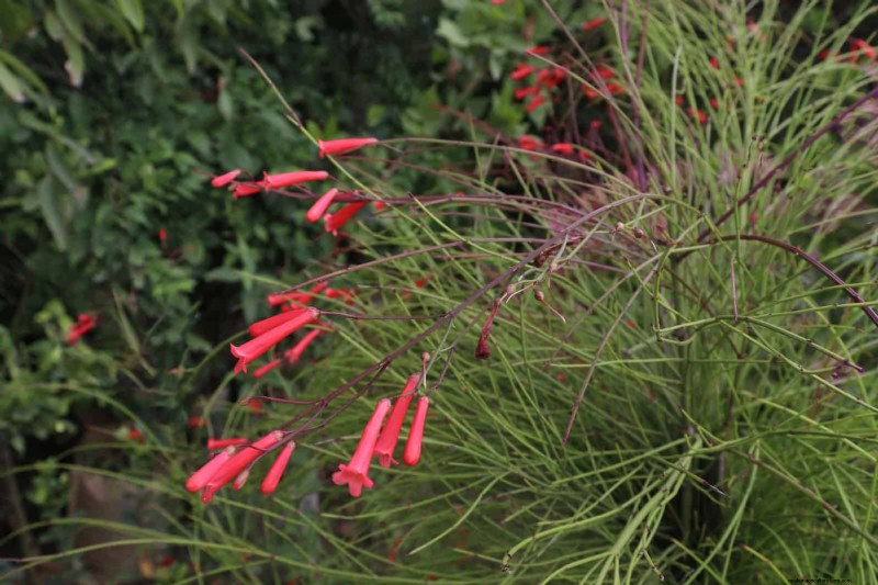 25 Low-Maintenance Plants for Poor Soil | Garden Therapy