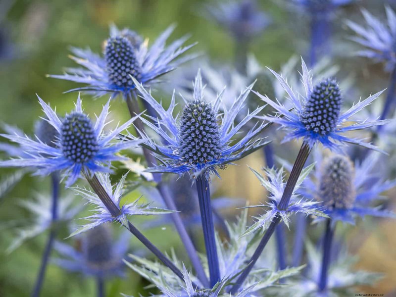 25 Low-Maintenance Plants for Poor Soil | Garden Therapy