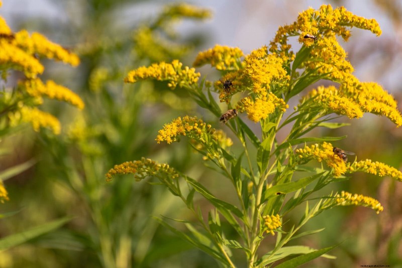 25 Low-Maintenance Plants for Poor Soil | Garden Therapy