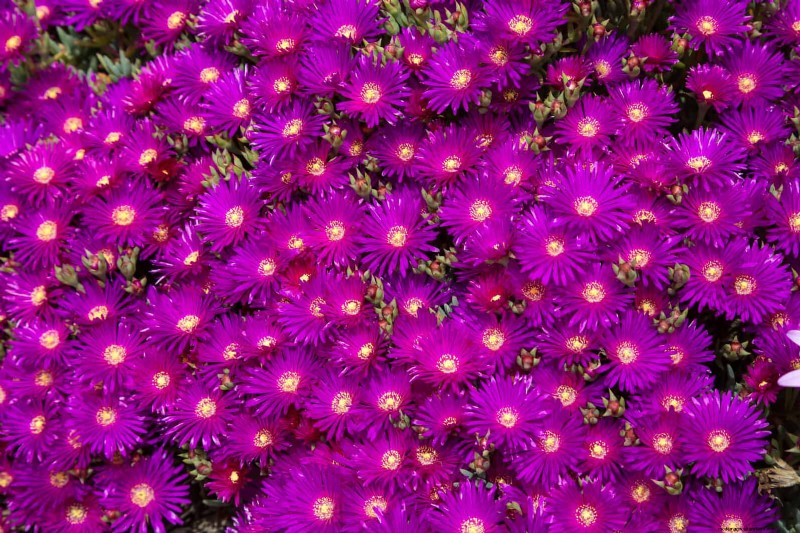 25 Low-Maintenance Plants for Poor Soil | Garden Therapy