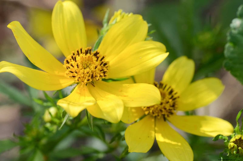 25 Low-Maintenance Plants for Poor Soil | Garden Therapy