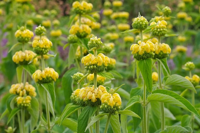 25 Low-Maintenance Plants for Poor Soil | Garden Therapy