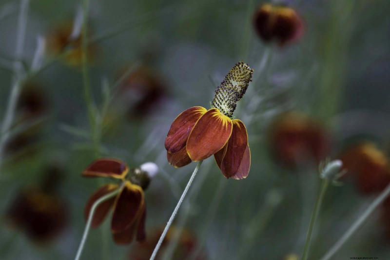 25 Low-Maintenance Plants for Poor Soil | Garden Therapy