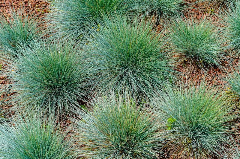 25 Low-Maintenance Plants for Poor Soil | Garden Therapy