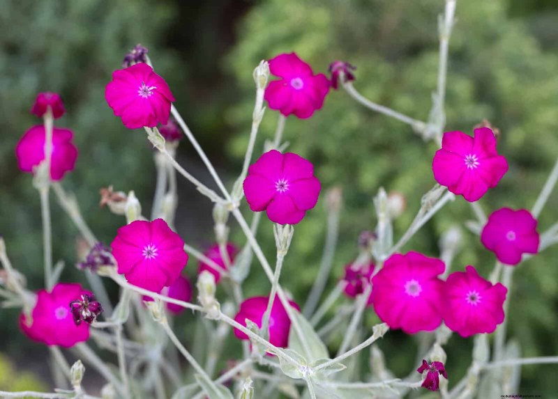 25 Low-Maintenance Plants for Poor Soil | Garden Therapy
