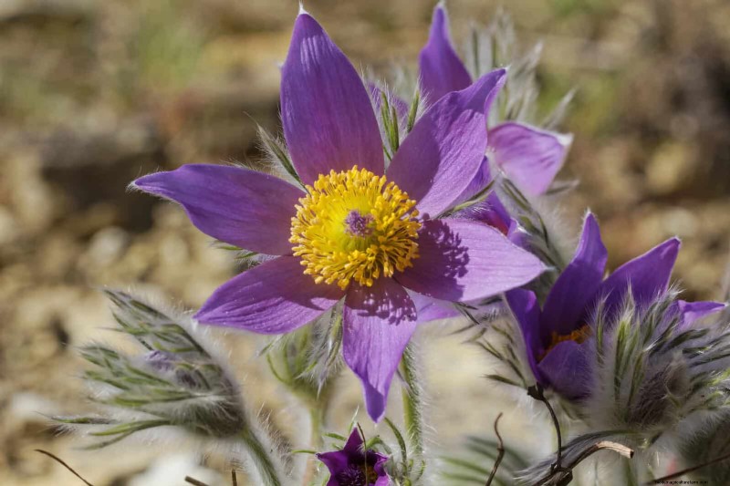 25 Low-Maintenance Plants for Poor Soil | Garden Therapy