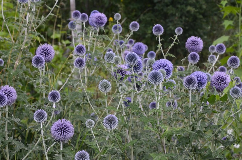 25 Low-Maintenance Plants for Poor Soil | Garden Therapy
