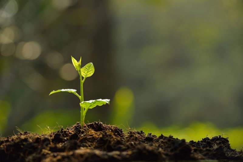 25 Low-Maintenance Plants for Poor Soil | Garden Therapy