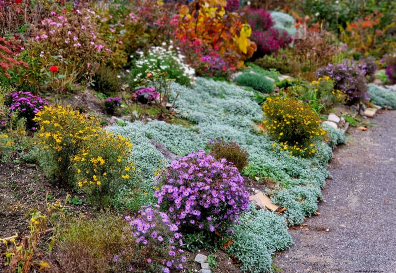 Best Ground Covers to Suppress Weeds & Beautify Your Garden