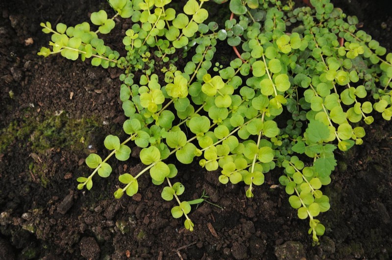 Best Ground Covers to Suppress Weeds & Beautify Your Garden