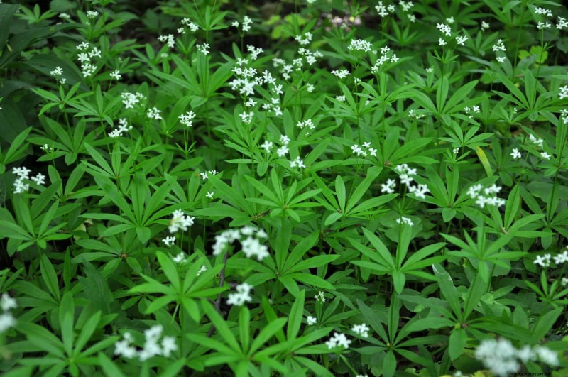Best Ground Covers to Suppress Weeds & Beautify Your Garden