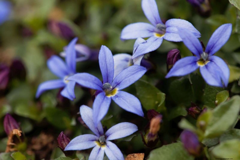 Best Ground Covers to Suppress Weeds & Beautify Your Garden