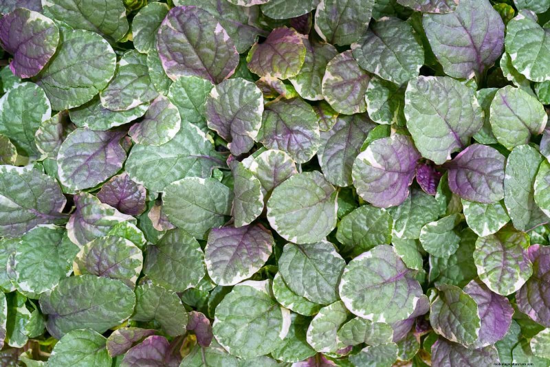 Best Ground Covers to Suppress Weeds & Beautify Your Garden