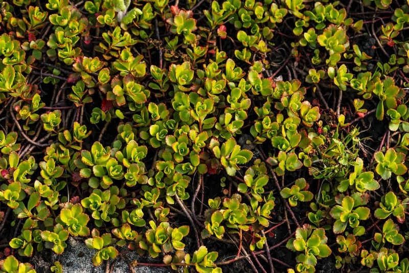 Best Ground Covers to Suppress Weeds & Beautify Your Garden