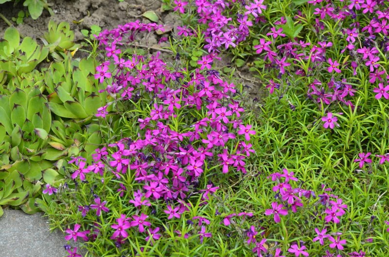 Best Ground Covers to Suppress Weeds & Beautify Your Garden