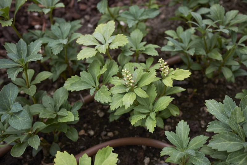 Best Ground Covers to Suppress Weeds & Beautify Your Garden