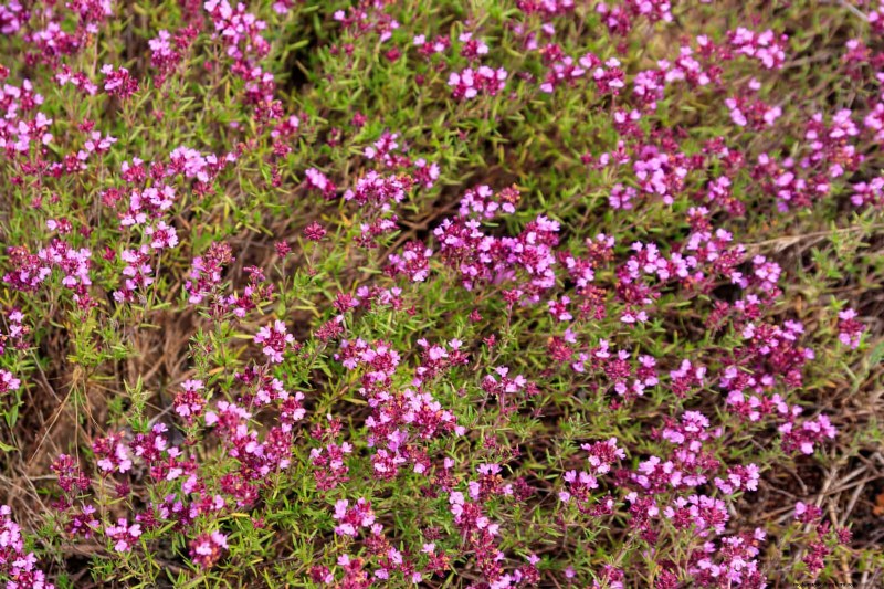 Best Ground Covers to Suppress Weeds & Beautify Your Garden