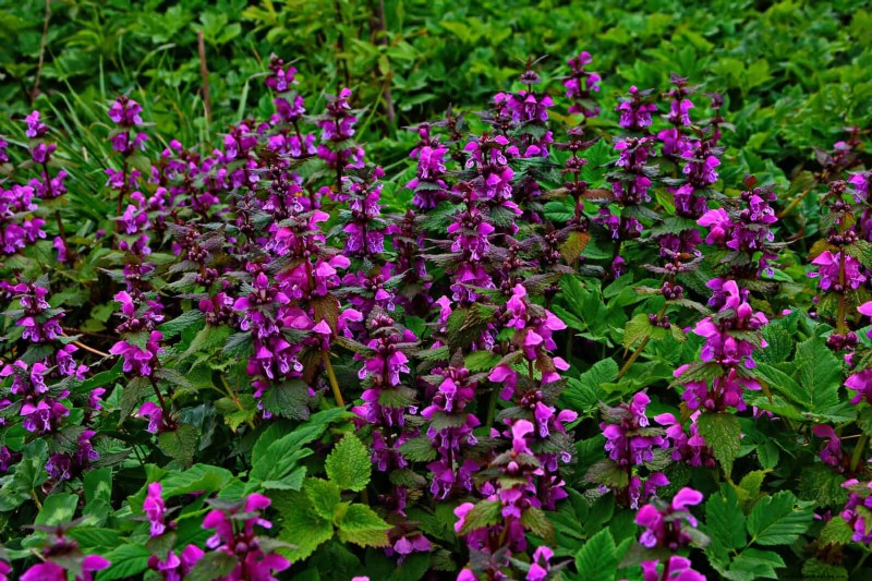 Best Ground Covers to Suppress Weeds & Beautify Your Garden